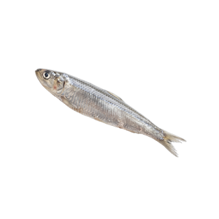 Ansjovis