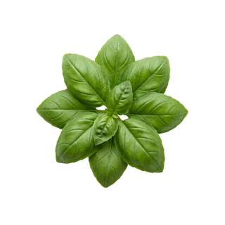 Basilicum